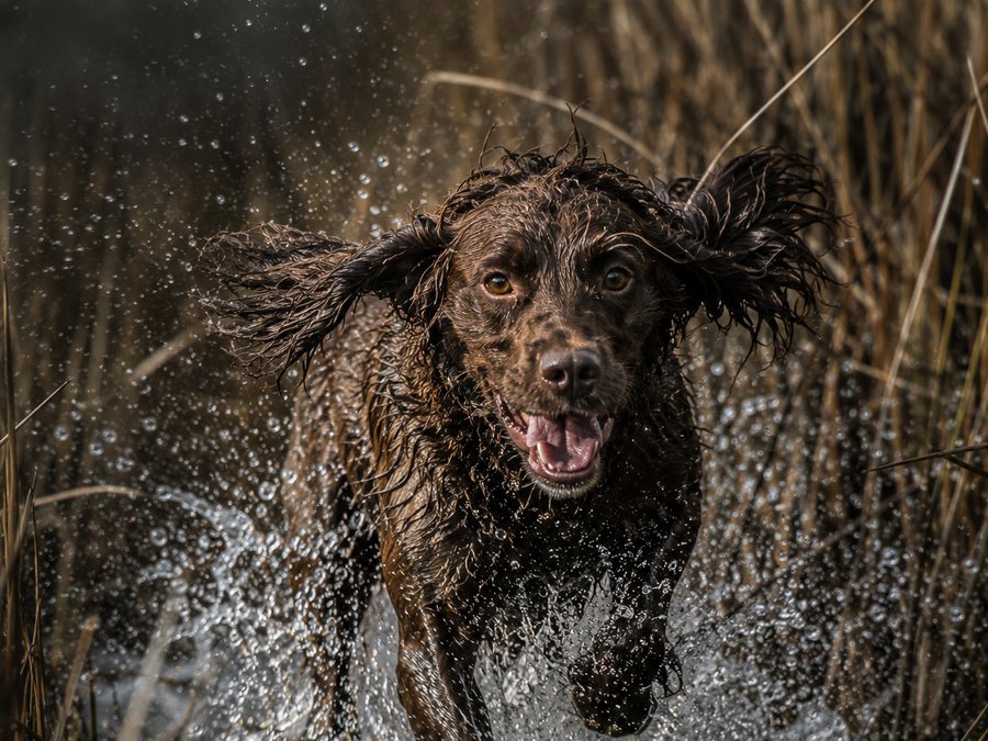 A working spaniel charging through reeds and water