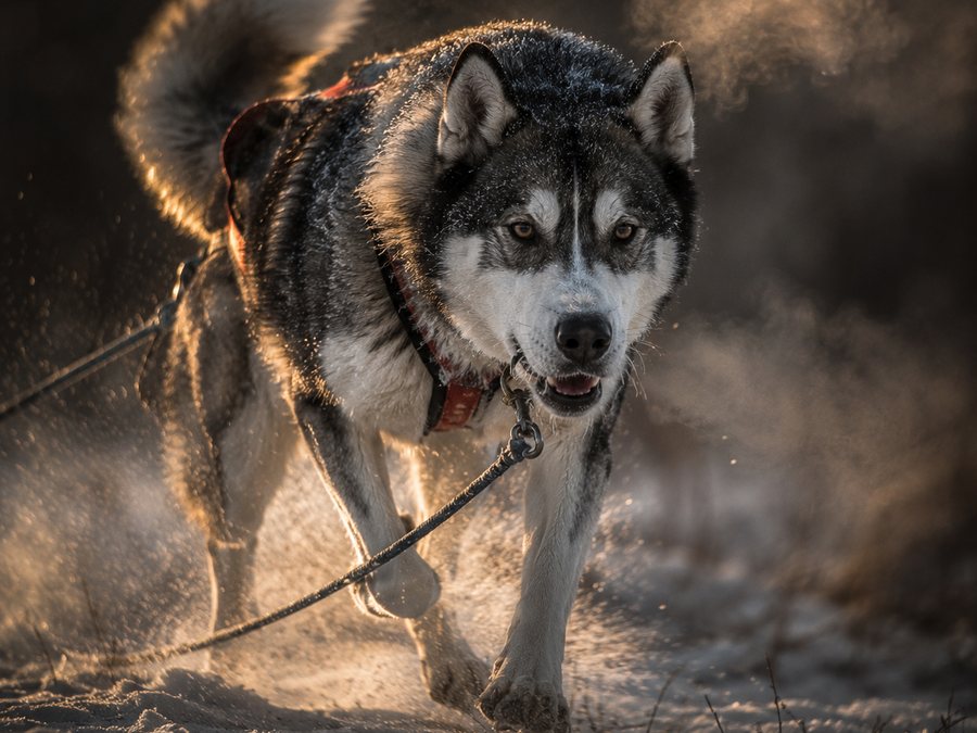 A husky pulling on a trail in the cold, breath visible