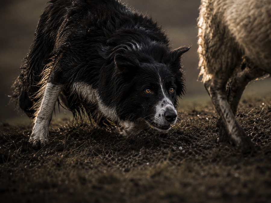 A Border Collie working sheep, locked in the herding crouch