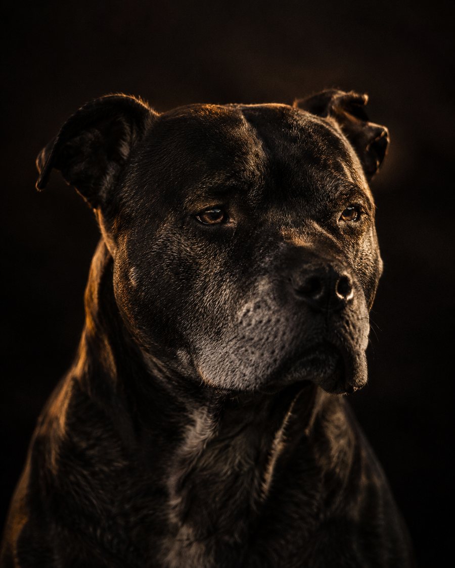 The RC Dog, a grizzled veteran Staffie in low light, knowing and dignified