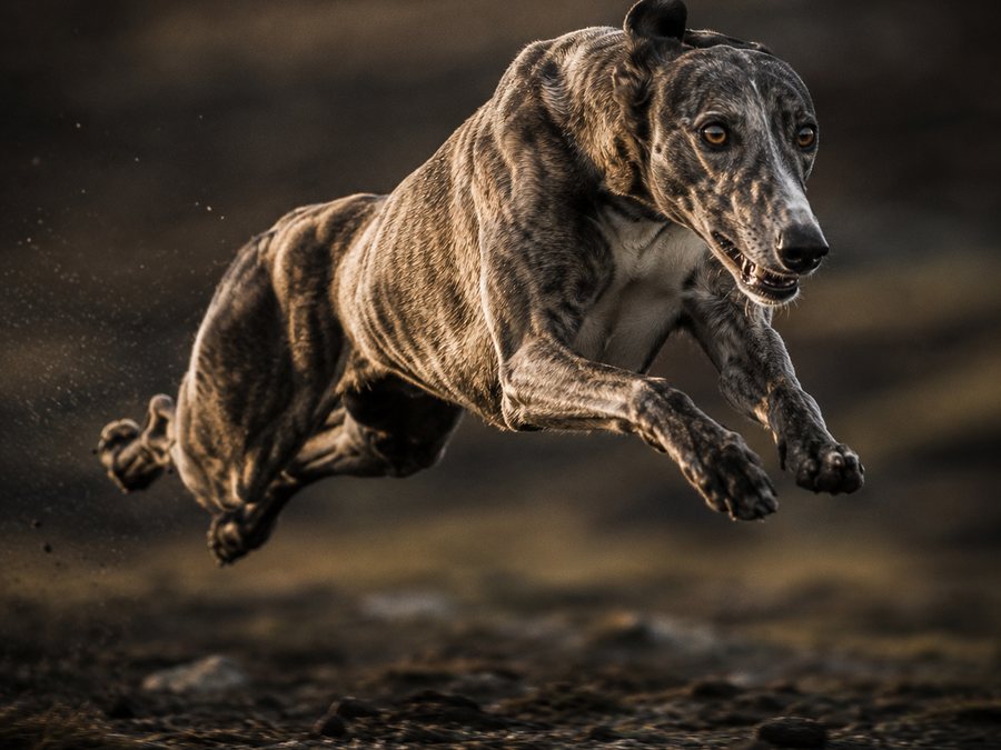 A lurcher at full sprint, all four feet off the ground
